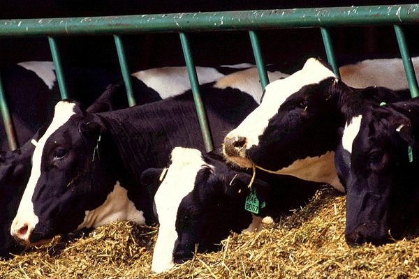 Проект «Молочная и мясная продукция-2019» откроется 19 февраля